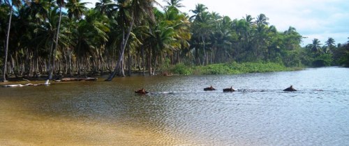 A group of horses swim across the "Cedro River" near the beach of "Playa Limon".