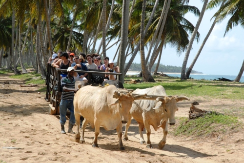 ecotourism at the beach ¨Playa Limon¨with our trailer pulled by oxen.